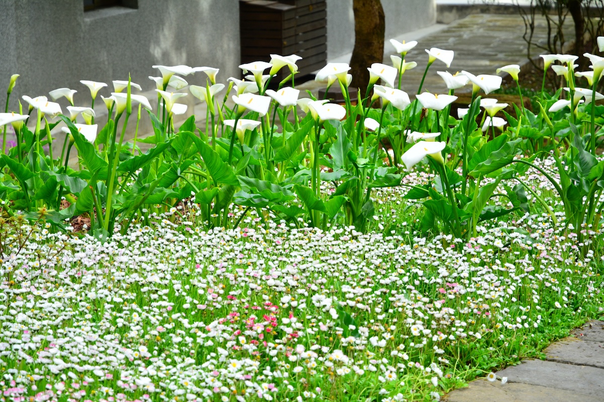 A large flower bed with low-maintenance ground cover to prevent weeds.