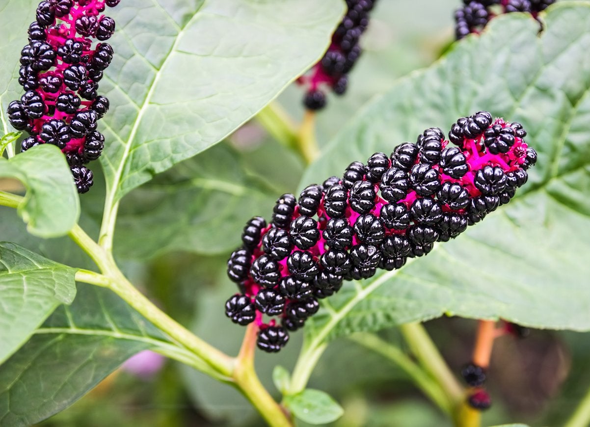 10 Pretty Plants You Didn’t Know Were Poisonous