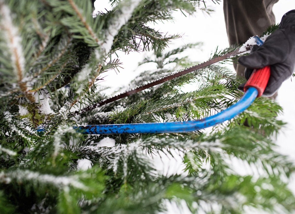 10 Things You Should Know Before You Cut Down Your Own Christmas Tree