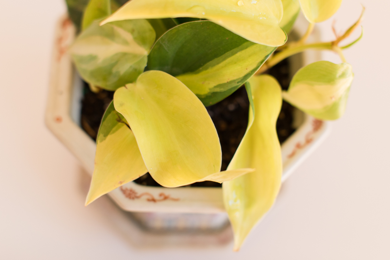 Philodendron lemon lime house plant with its signature yellow leaves in a pot.