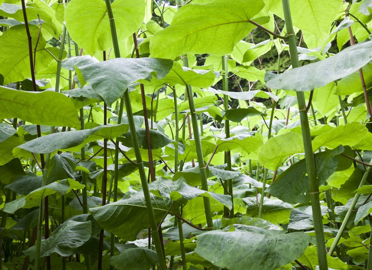 The 15 Worst Invasive Plants in America