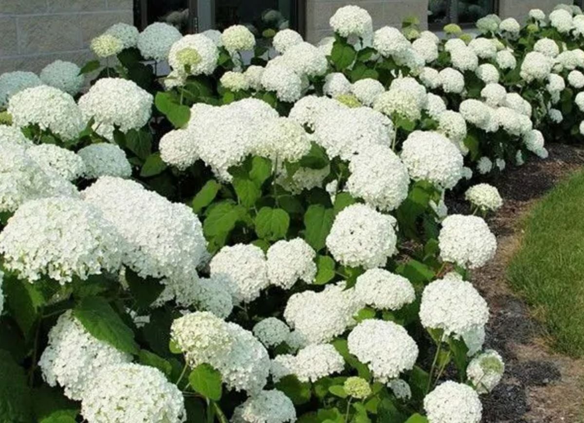 Plant These 12 Hydrangeas for a Showstopping Garden