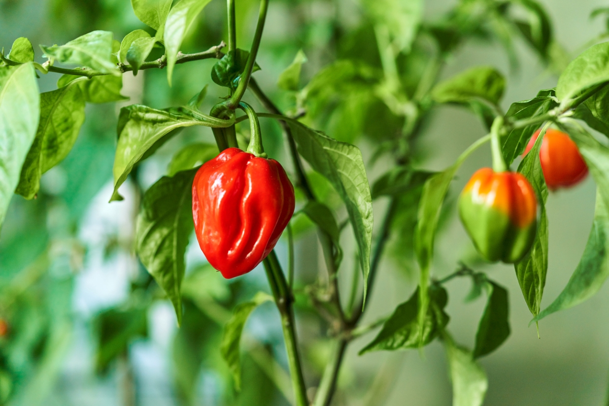 types de poivrons - plante de piment habanero