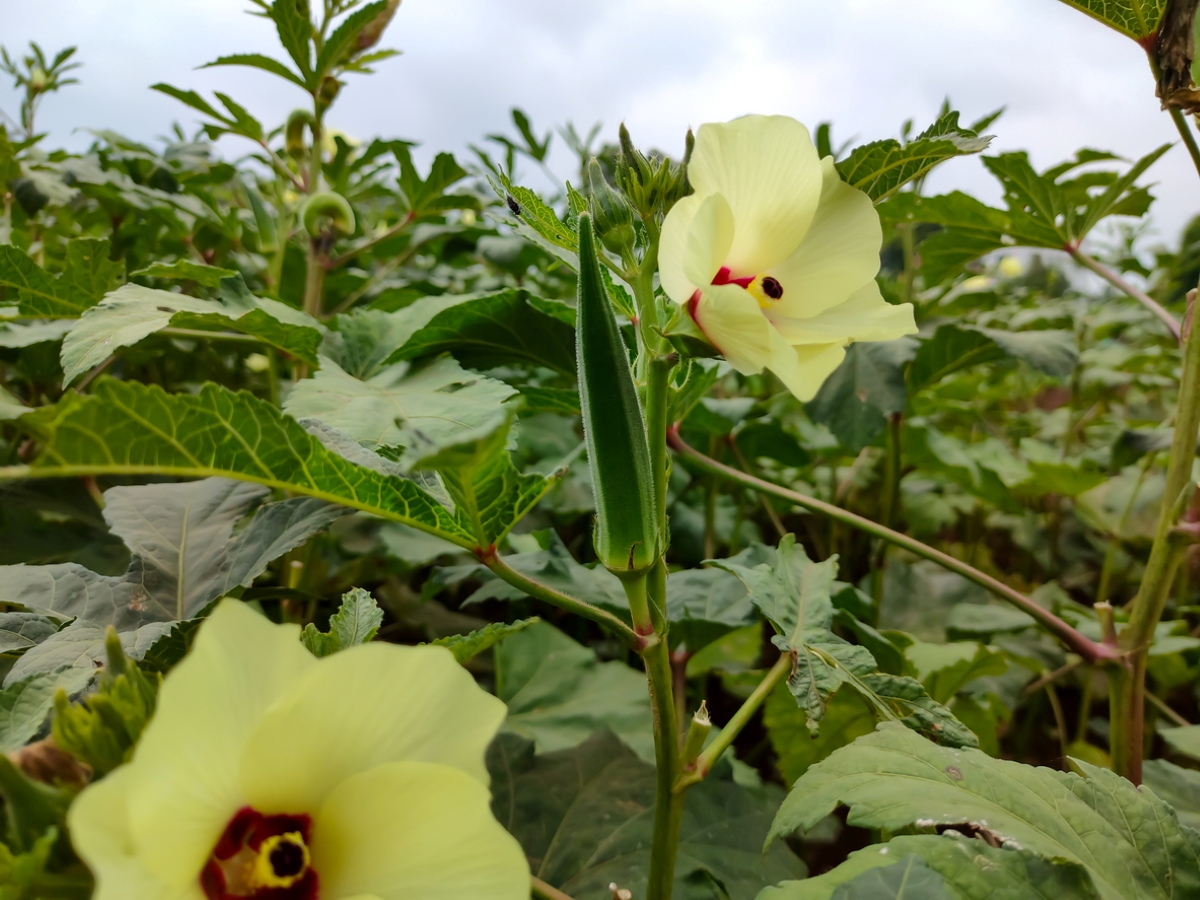 Okra plants with yellow flowers.