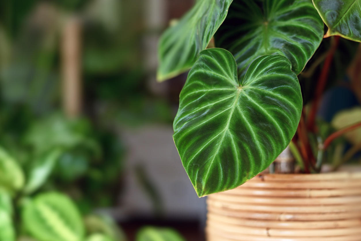 low light houseplants philodendron close up leaf