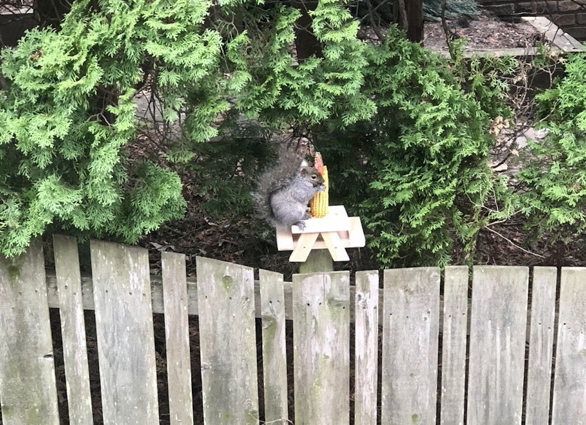 13 DIY Squirrel Feeder Ideas for Your Yard