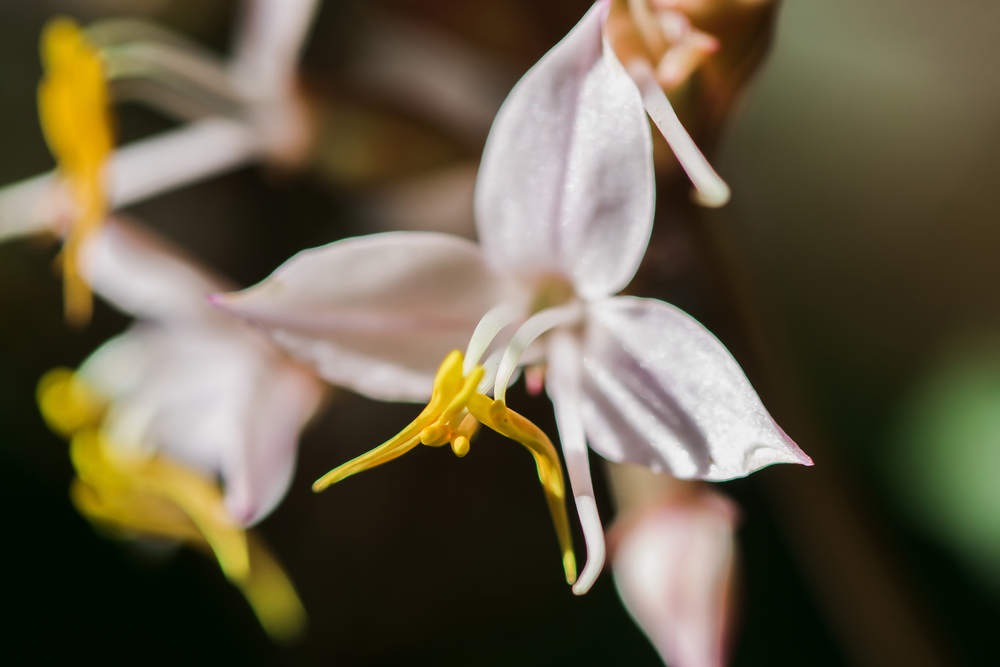 Epimedium spp. flowers growing outside.