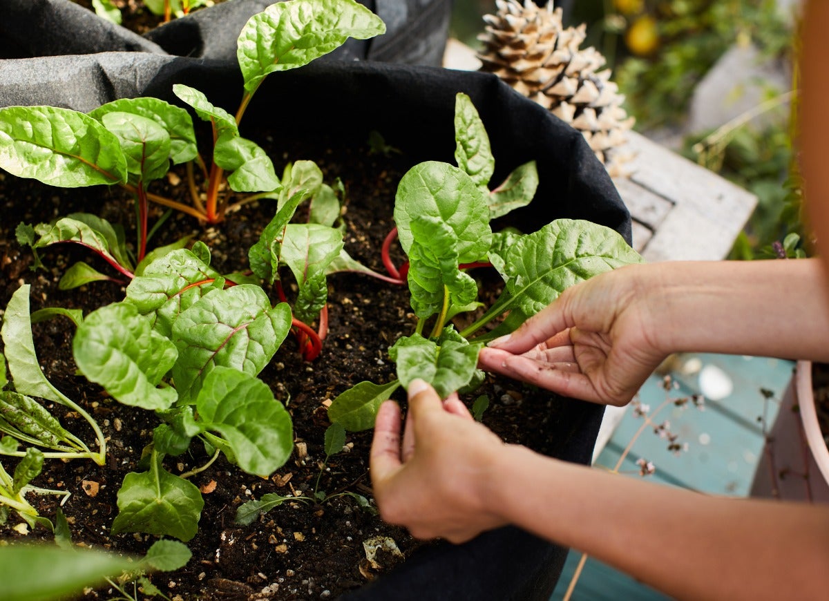 10 Ways Your Backyard Garden Can Combat Climate Change