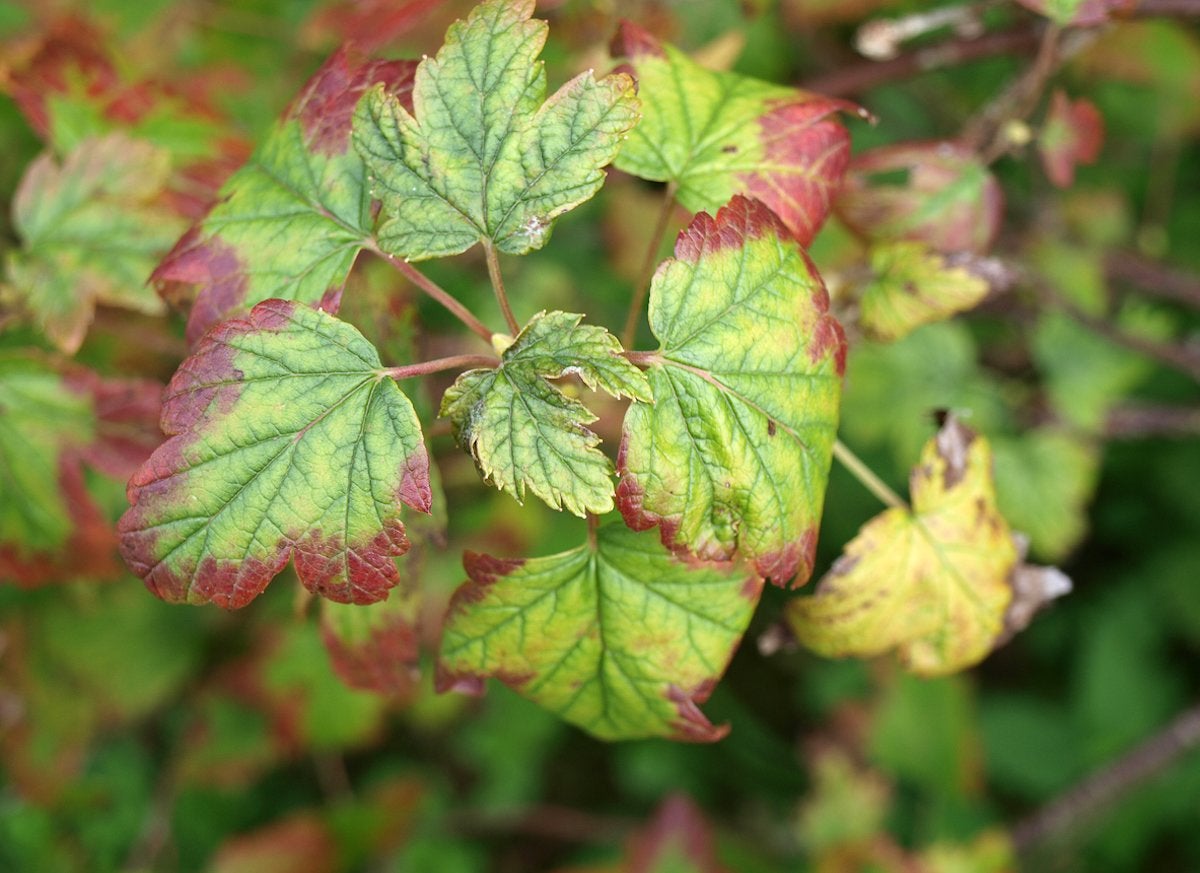 14 Symptoms of an Unhappy Houseplant (and How You Can Treat Them)