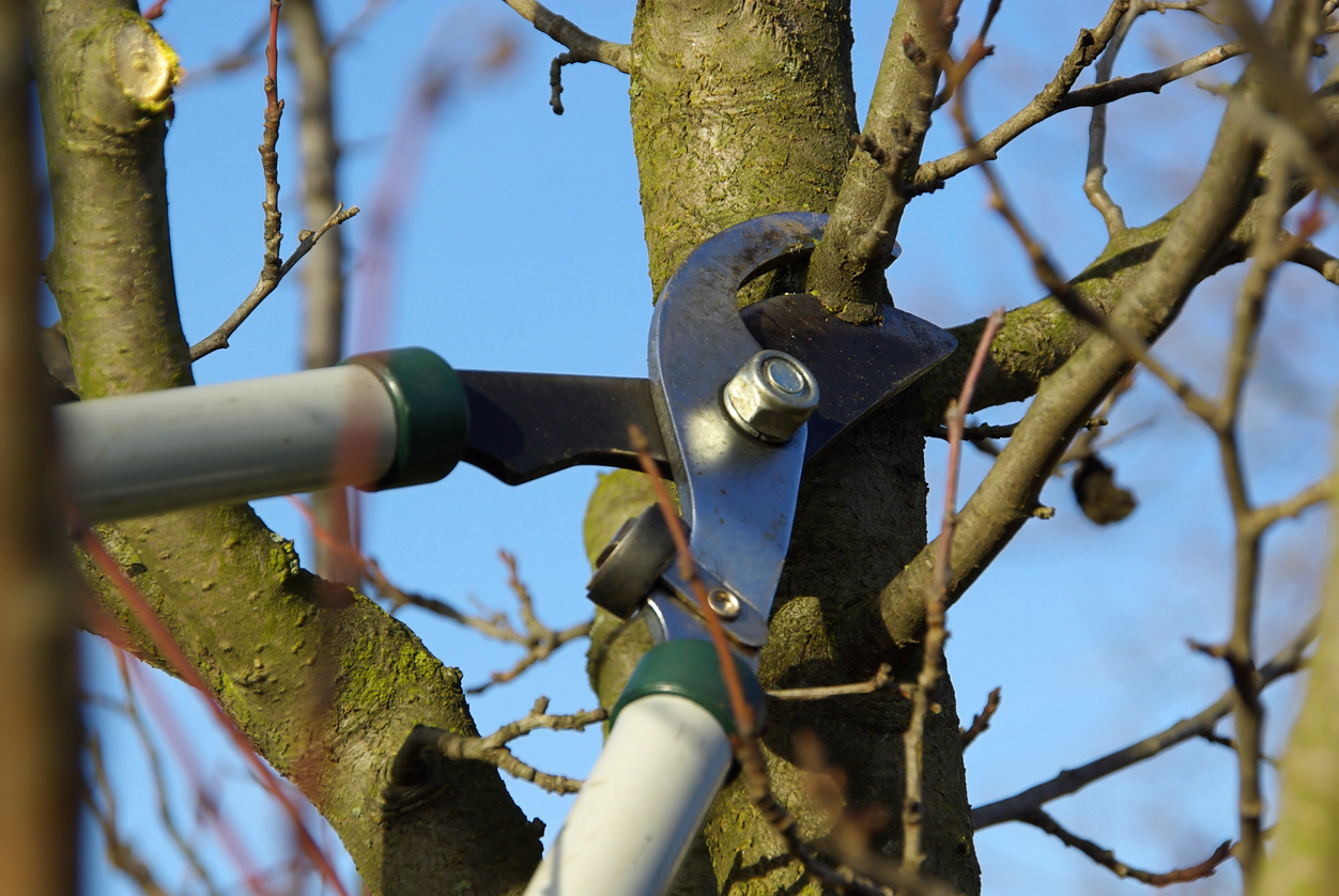 best time to trim trees