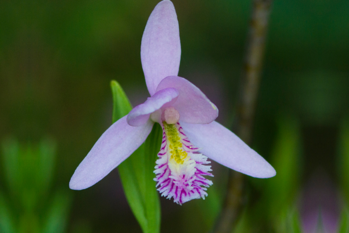 endangered plants