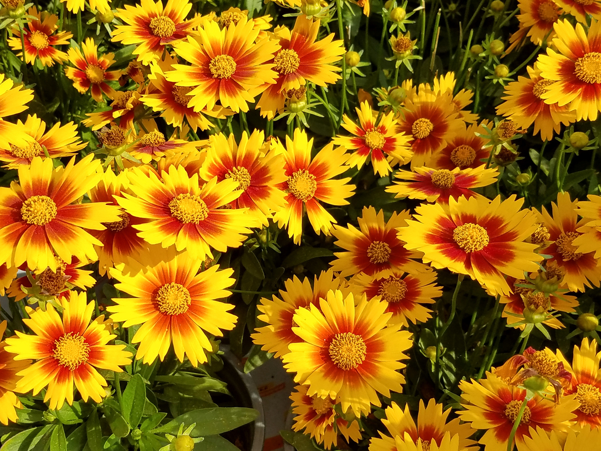 fleurs d'été