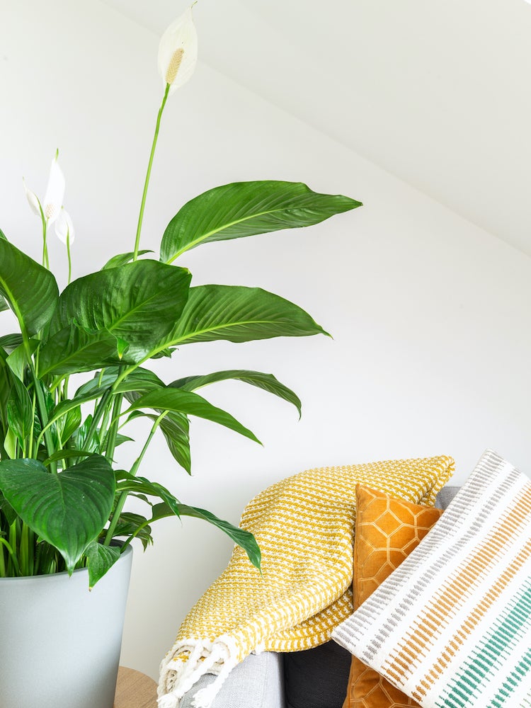 10 Low-Maintenance Houseplants to Keep Indoor Air Fresh