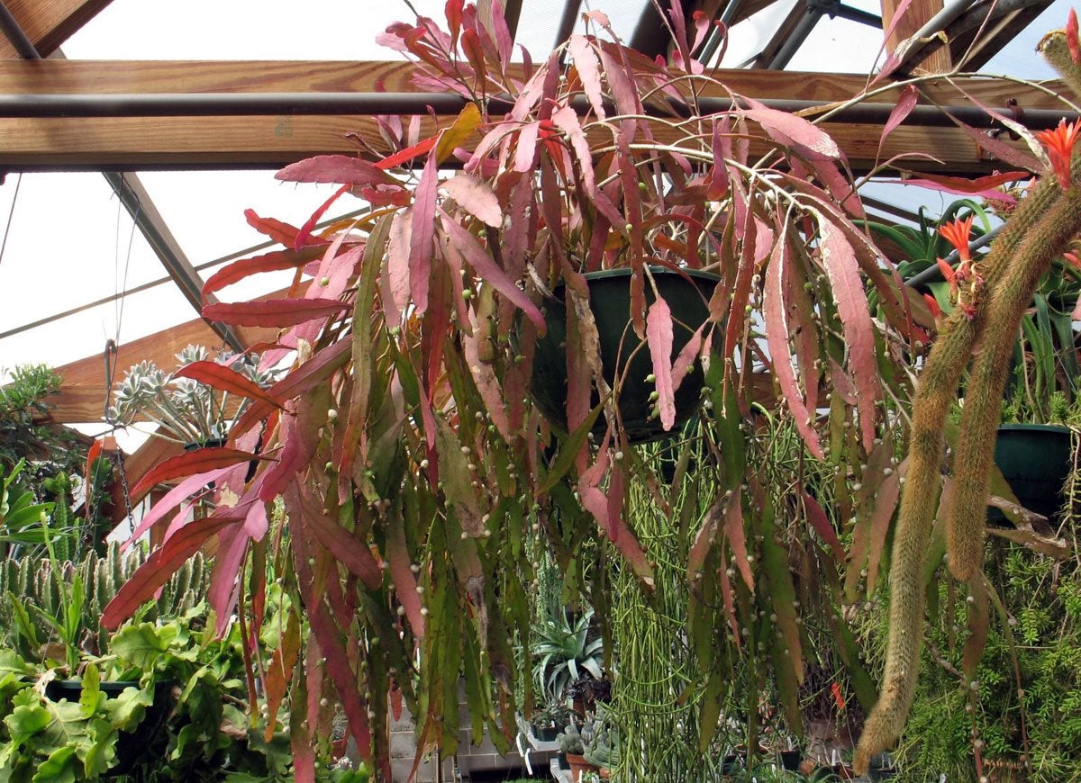 8 Exotic Houseplants You’ve Never Heard Of