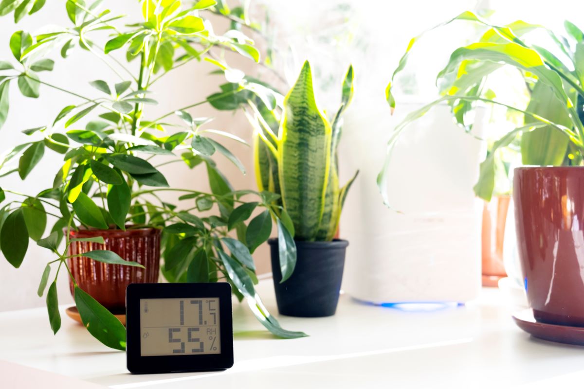 How to Help Your Houseplants Survive the Winter