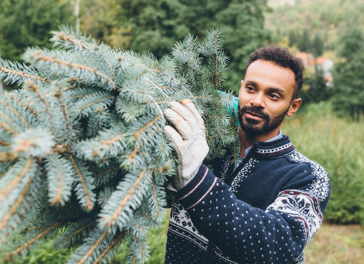 10 Things You Should Know Before You Cut Down Your Own Christmas Tree