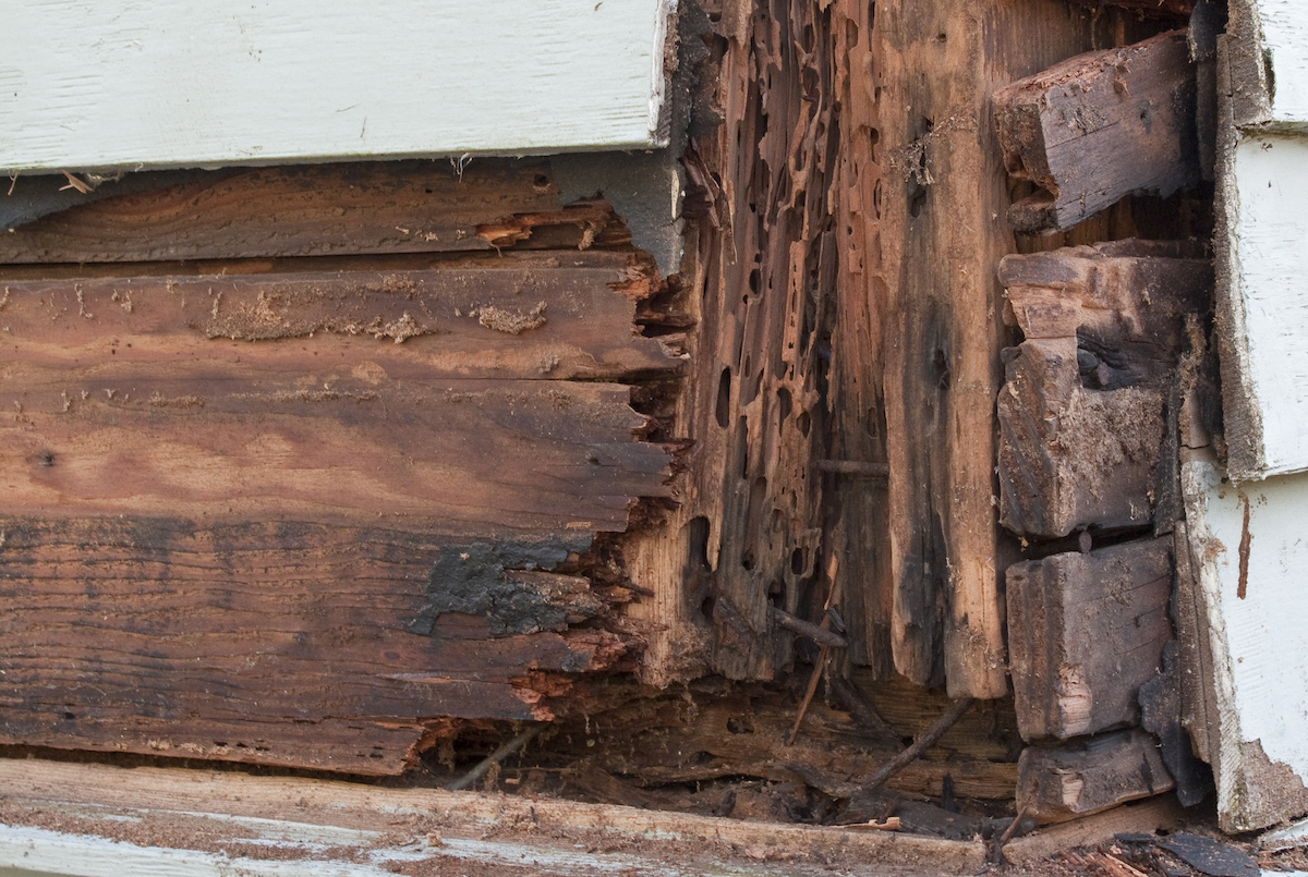 The exterior of a white house is damaged by termites and rot underneath the siding.