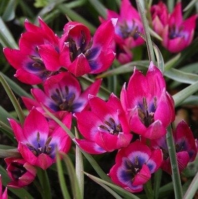 Botanical Tulips: Jewels of the Garden