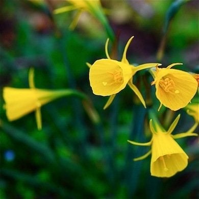 9 Daffodils to Cheer Up Your Garden