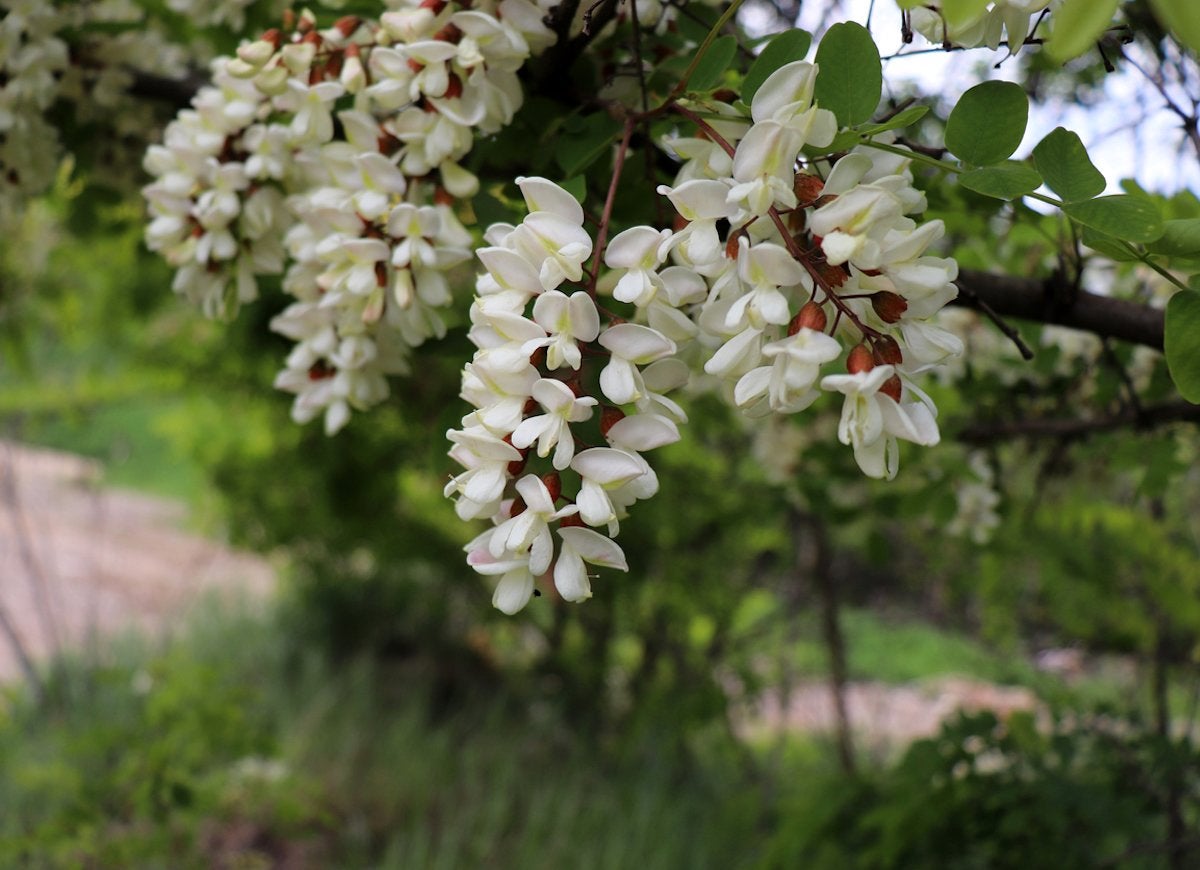 The 15 Worst Invasive Plants in America