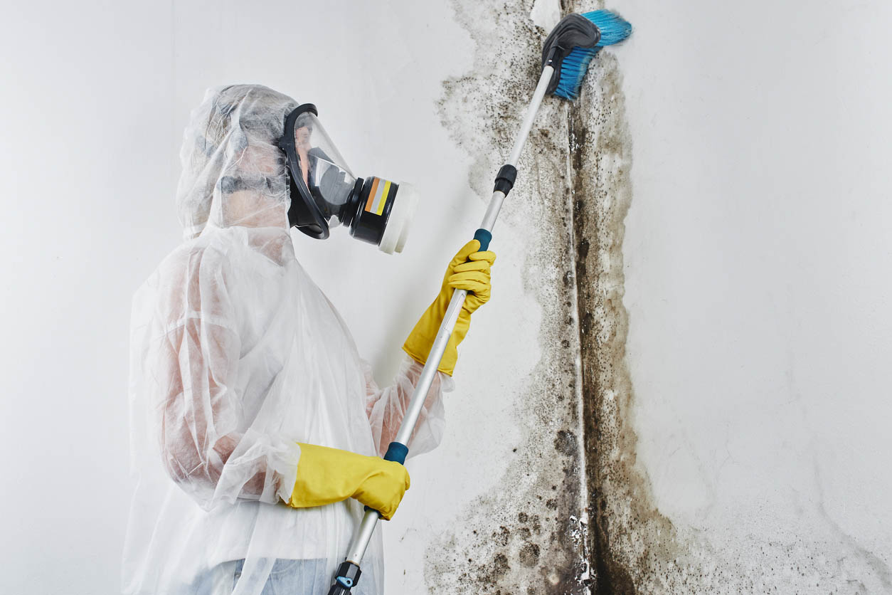 Mold Mites Contact a Professional