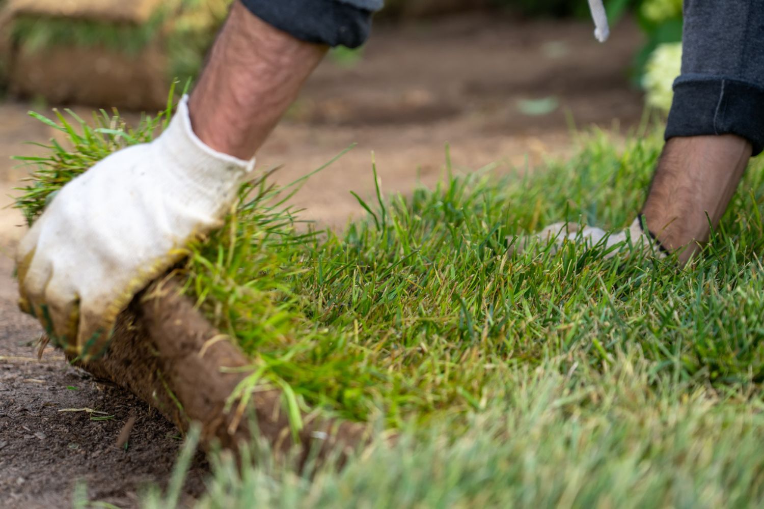 Cost of Sod vs. Seed