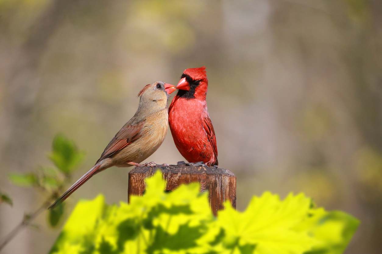 cardinaux faits cardinal mâle et femelle se sentant l'un l'autre