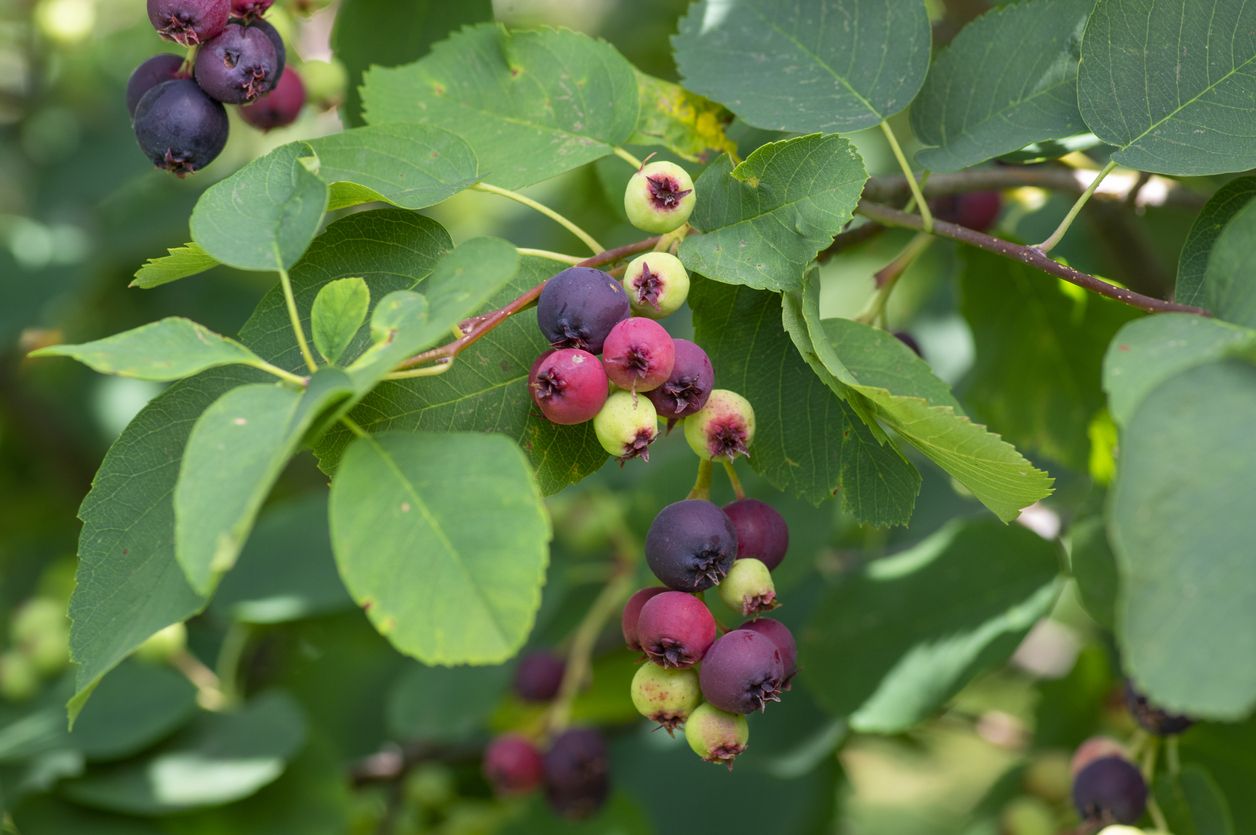 les fruits mûrs de l'amélanchier du Pacifique de Saskatoon, les amélanchiers verts et violets et les feuilles sur l'amélanchier nain à feuilles d'aulne