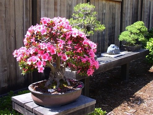 flowering bonsai