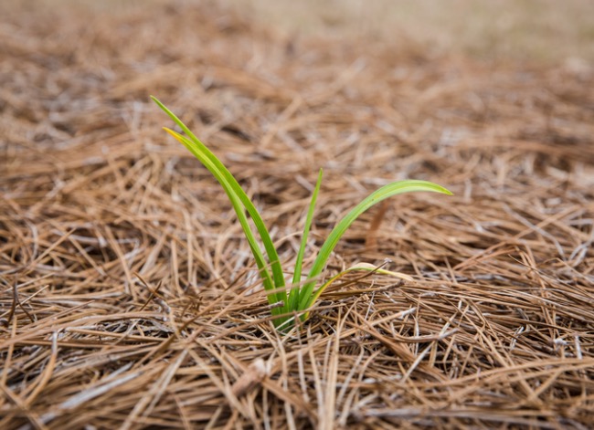 pine straw mulch - pine needle mulch