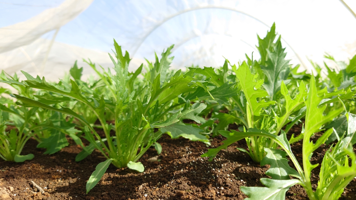 types de légumes verts asiatiques - plantes vertes mizuna en serre