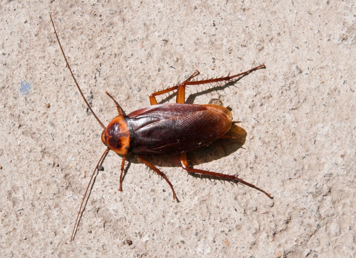 10 Pests That Might Be Living in Your Garage