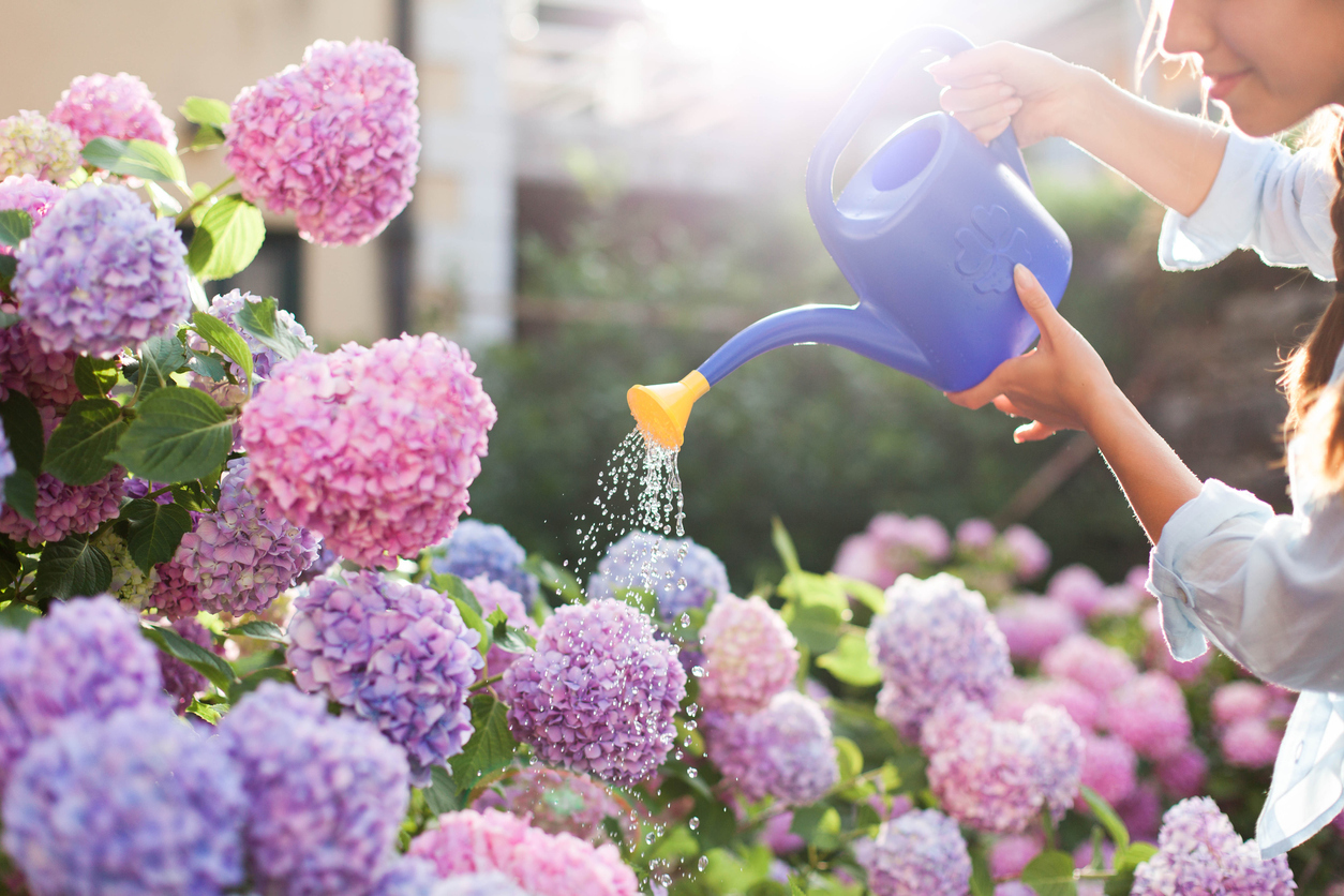 The Best Fertilizers for Hydrangeas Options