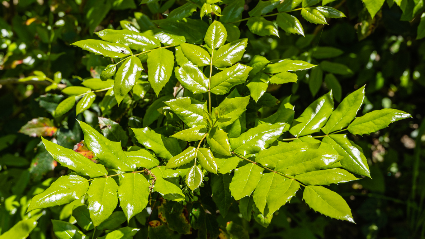 Green glossy leaves of Mahonia aquifolium on blurred dark green background. Spring landscape garden. Texture of leaves as background. Nature concept for design. Selective focus.