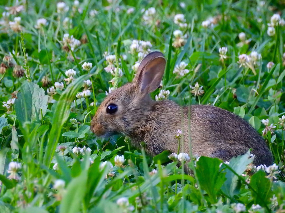 Rabbit eating clover in a yard.