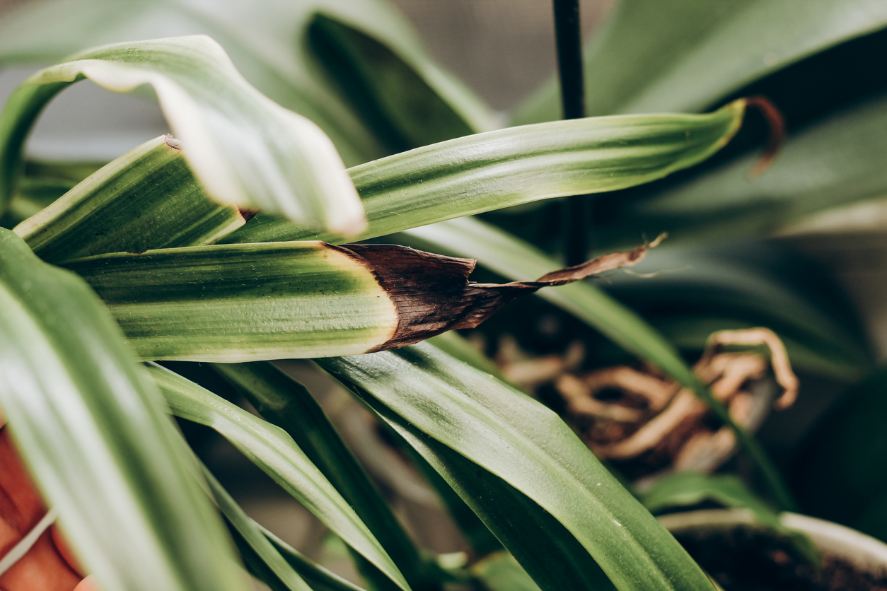 spider plant brown tips