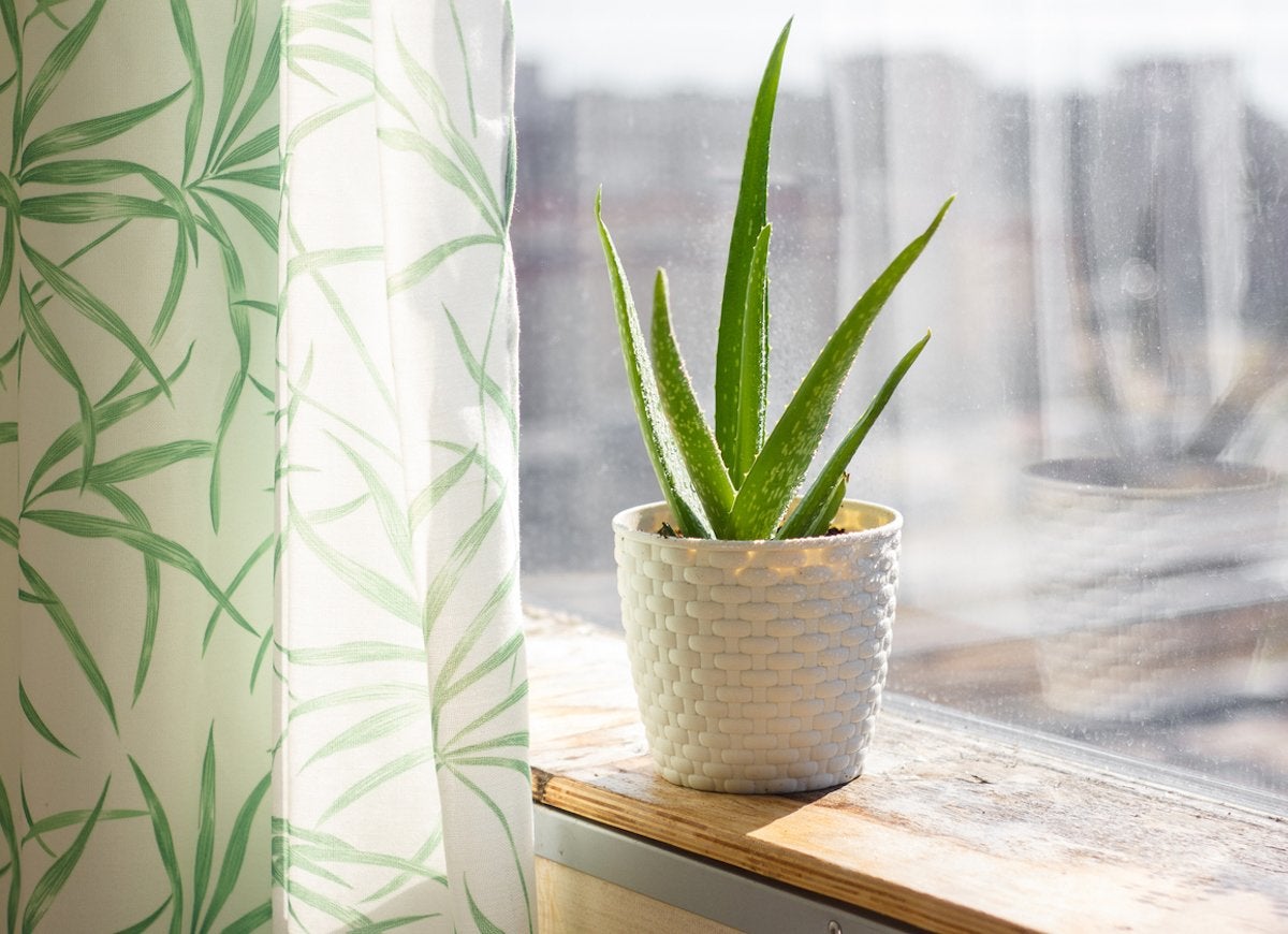 7 Houseplants with Secret Health Benefits