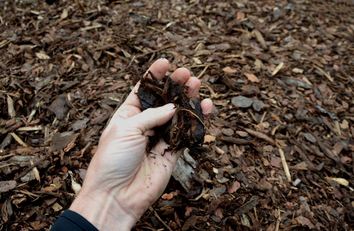 Person holding mulch