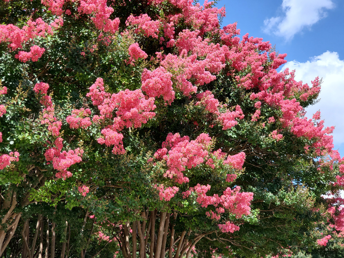 arbres en fleurs