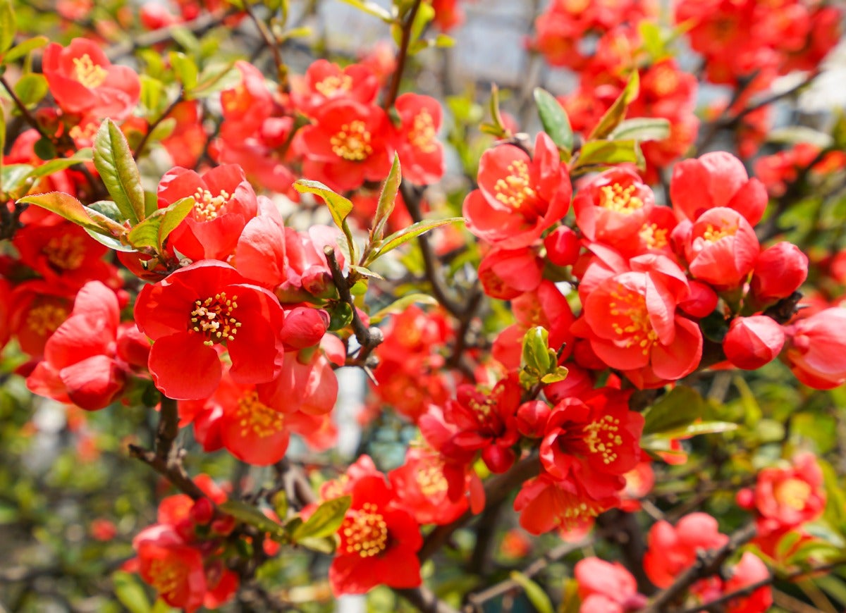 Un buisson de cognassier en fleurs avec de nombreuses fleurs rouge vif avec des centres jaunes.