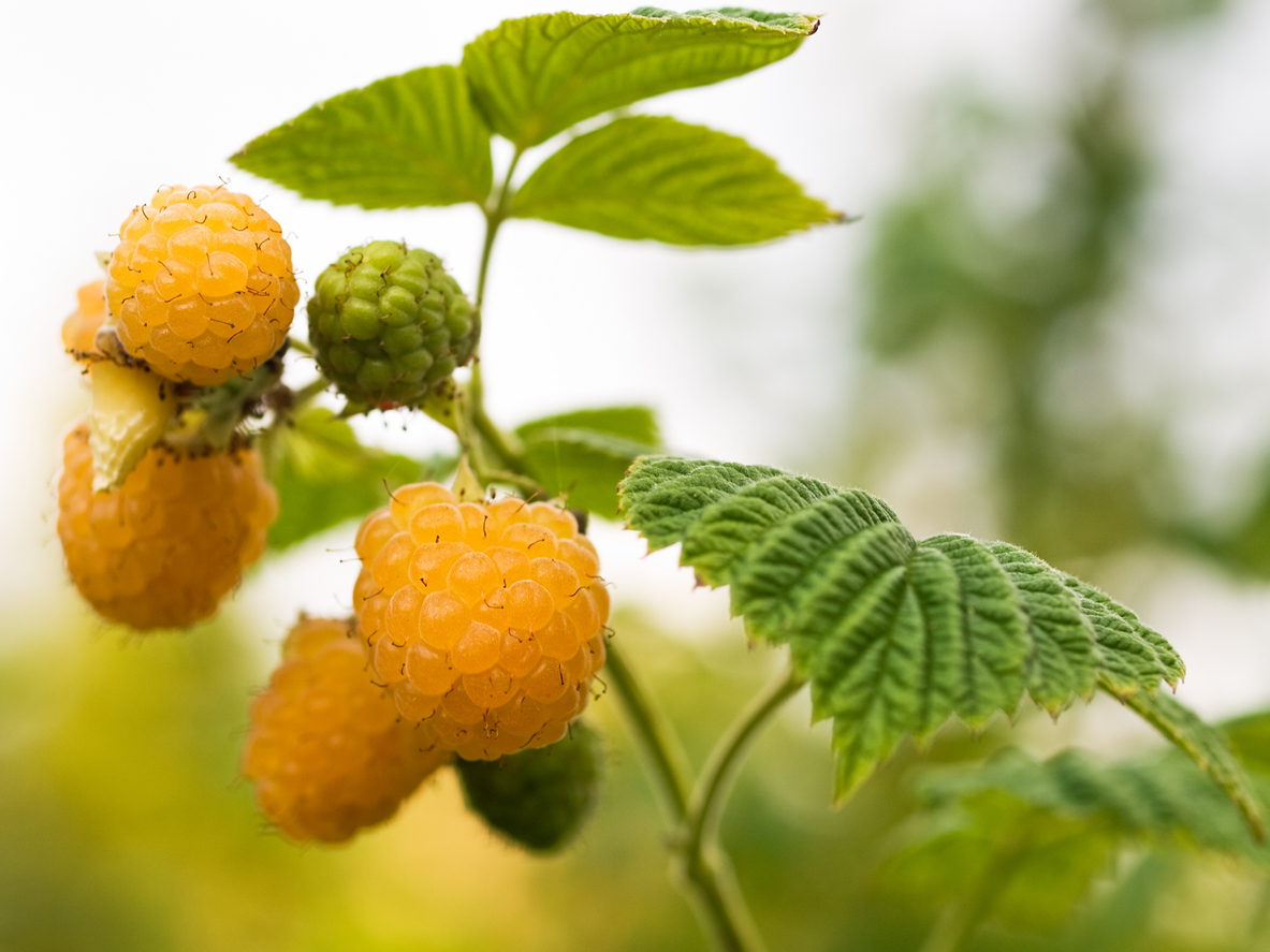 how to grow raspberries yellow Ann raspberries on the branch closeup