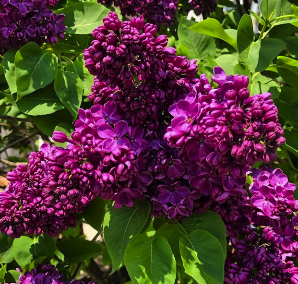 lilac varieties