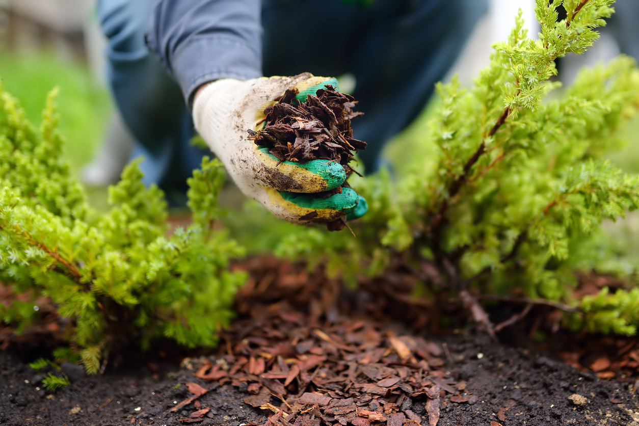 iStock-1249558342 14 façons astucieuses de protéger votre jardin des intempéries Le jardinier paille avec de l'écorce de pin des plantes de genévrier dans la cour