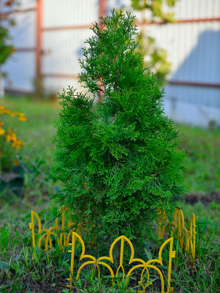 39 Plants You’ll Love If You Hate Fall Yard Work