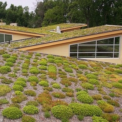 Trending Now:  Green Roofs