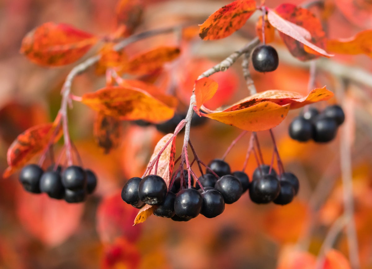 10 Garden Plants That Will Feed Backyard Birds in Fall and Winter