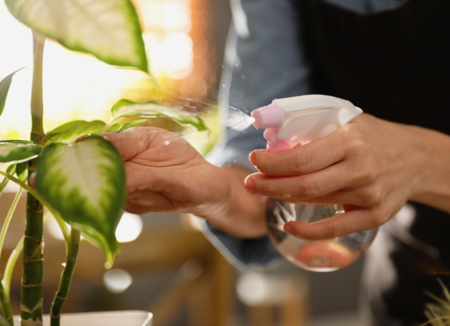 comment augmenter l'humidité pour les plantes