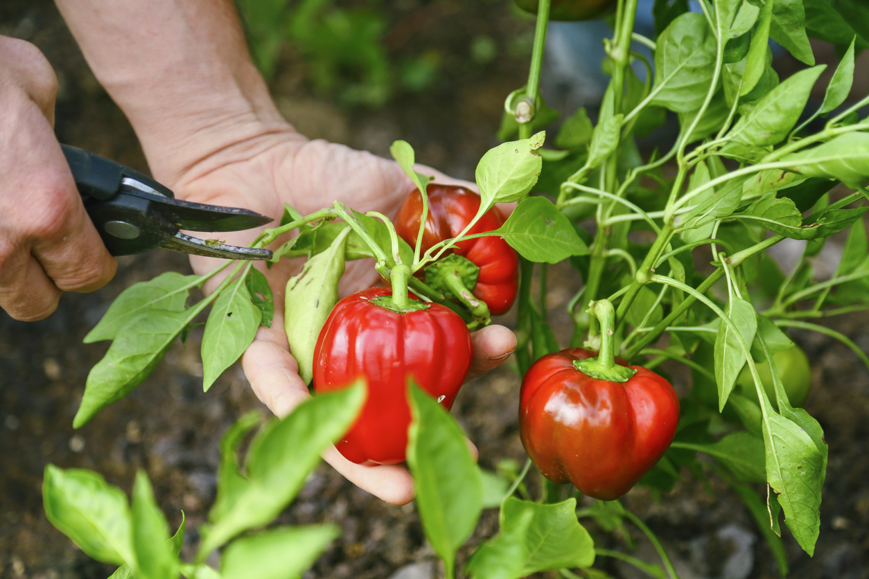 Un jardinier récolte des poivrons rouges à l'aide d'un sécateur.