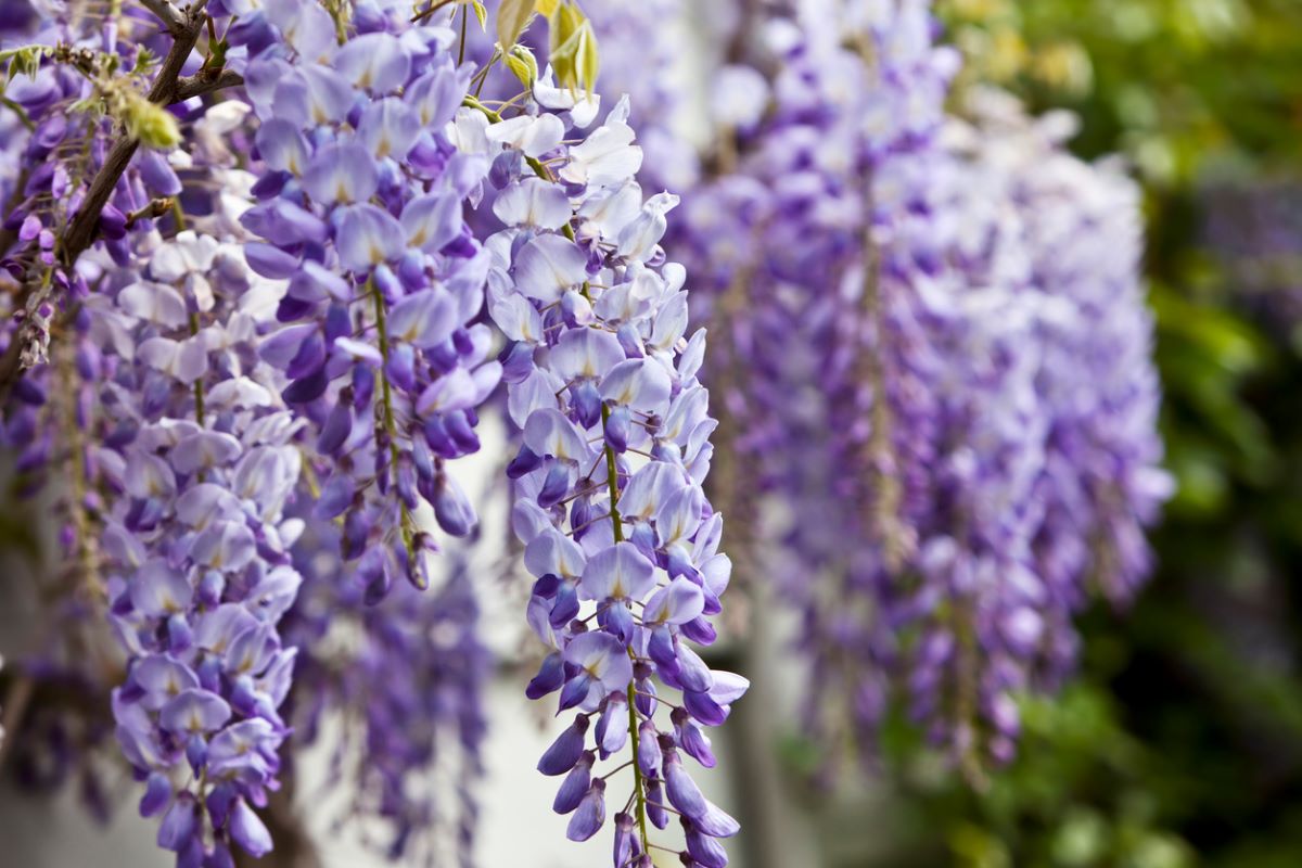 how to grow wisteria