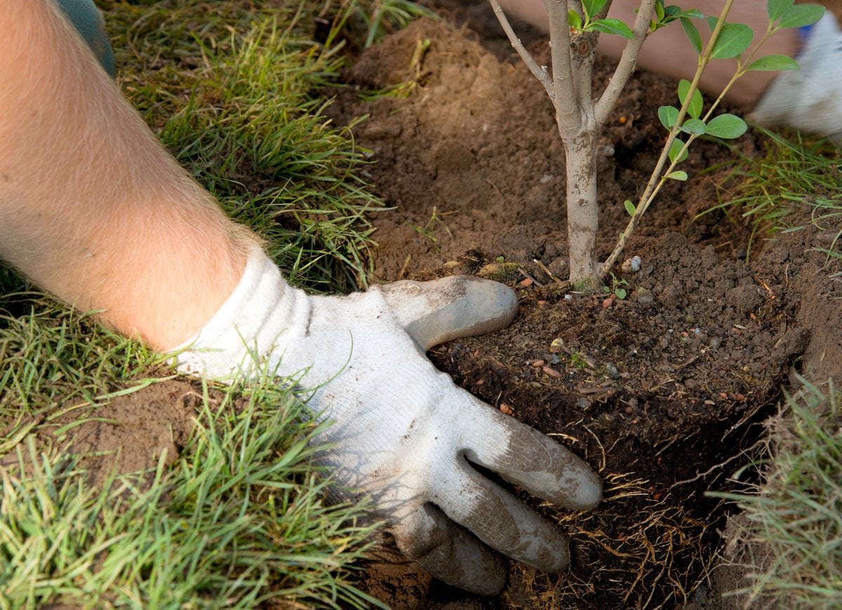 The Best Things You Can Do for Your Yard This Fall